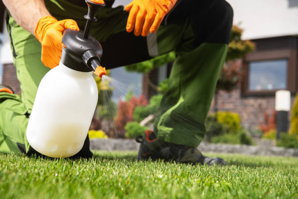 Best Wasp Removal Services  in Davis Junction, IL