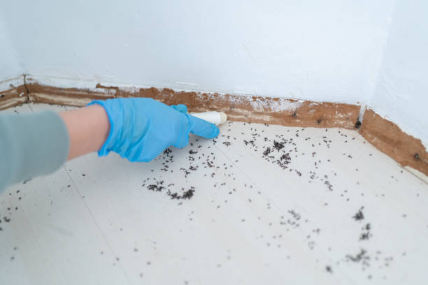 Best Residential Pest Control  in Davis Junction, IL